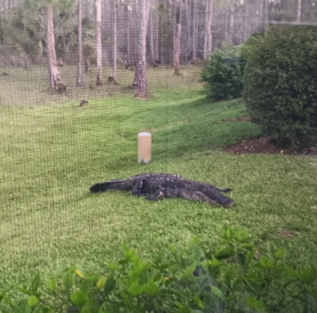 An alligator resting on a lawn behind a screened lanai at Herons Glen