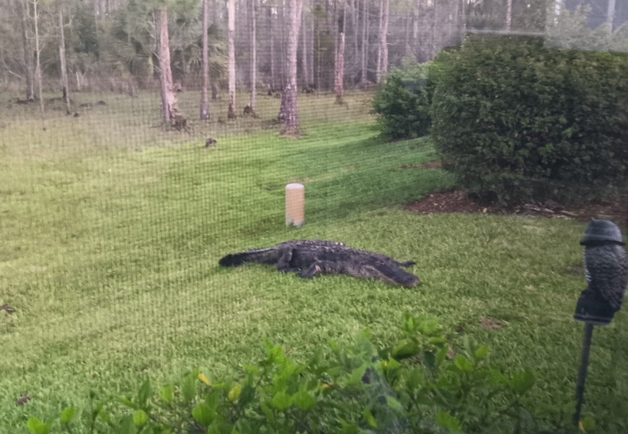 An alligator resting on a lawn behind a screened lanai at Herons Glen