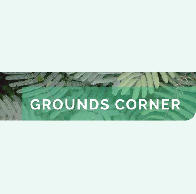 Grounds Corner banner over a fern background