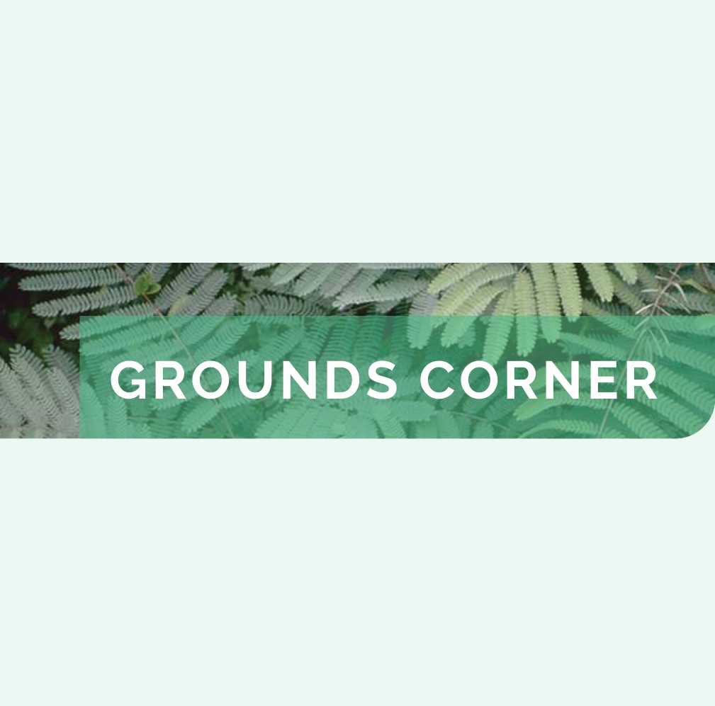 Grounds Corner banner over a fern background
