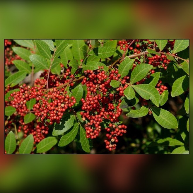 Clusters of red Brazilian pepper berries on a branch